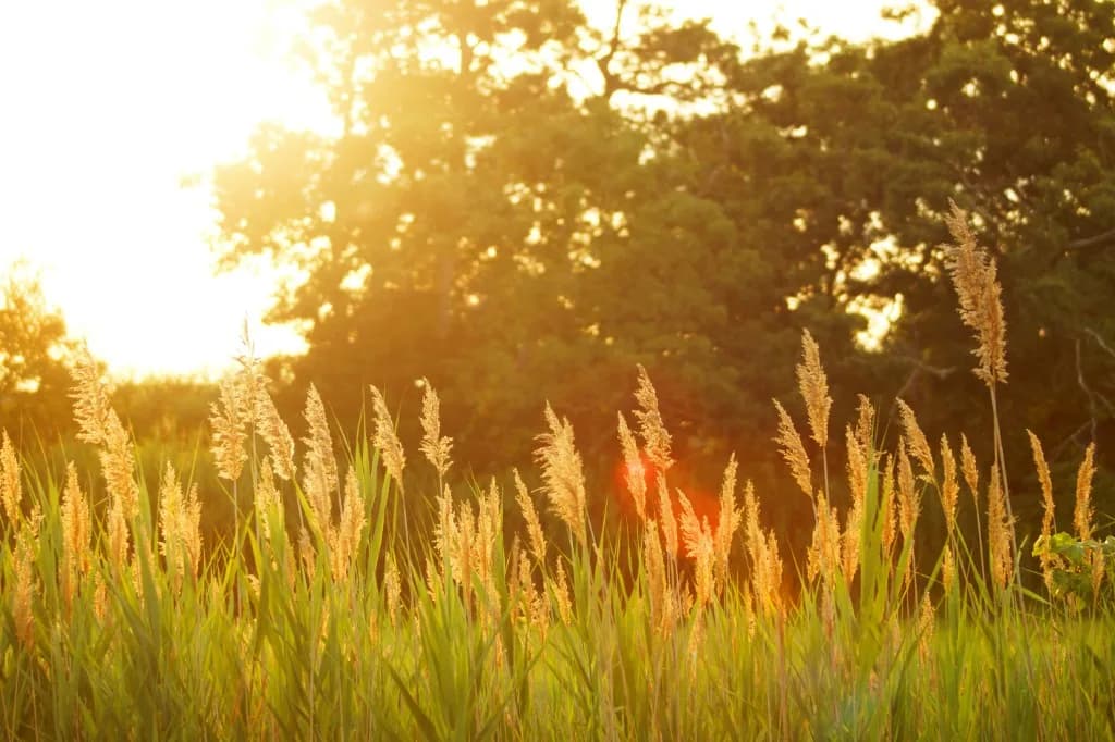 Canicule 2026 : comment garder sa maison au frais (passive, clim, ventilateurs)