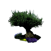 Réalisation de CREATION D'EDEN