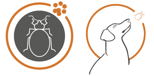 Réalisation de Ô Punaise